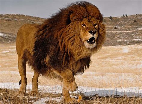 Le Lion De L Atlas Lyon Lion de l'Atlas | Le lion de l'Atlas du Parc de la Tête d'Or… | Flickr